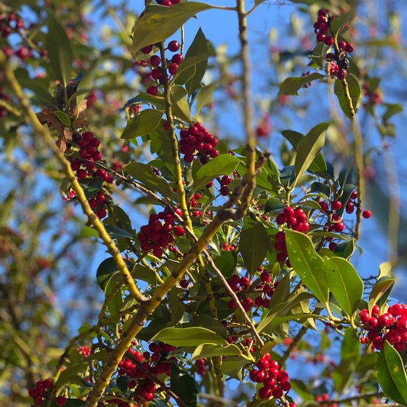 Meet your Posher, Irina - Picture 1 of 1